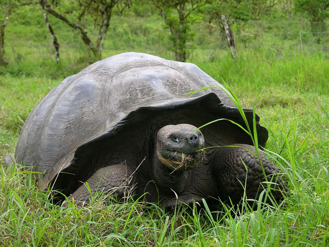 Galapagos 5 2 03 Santa Cruz Highlands Tortoise Reserve Tortoise